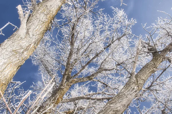 Прекрасный Вид Ветви Деревьев Покрытые Морозом Саду — стоковое фото