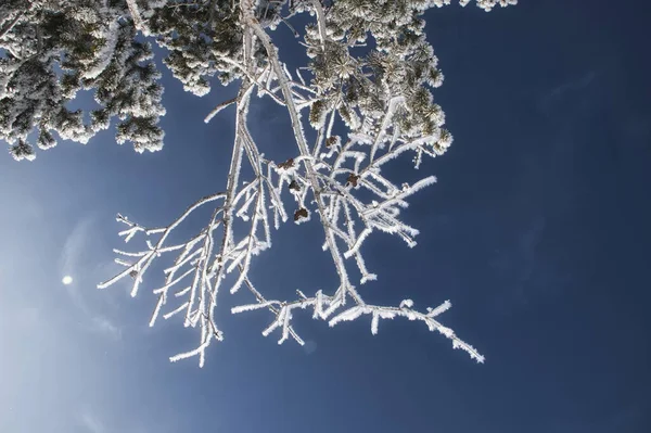 Eine Nahaufnahme Der Wipfel Von Bäumen Mit Schnee Bedeckt Unter — Stockfoto