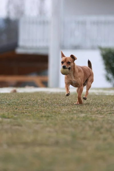 Vertikal Bild Söt Lekfull Chihuahua Utomhus — Stockfoto