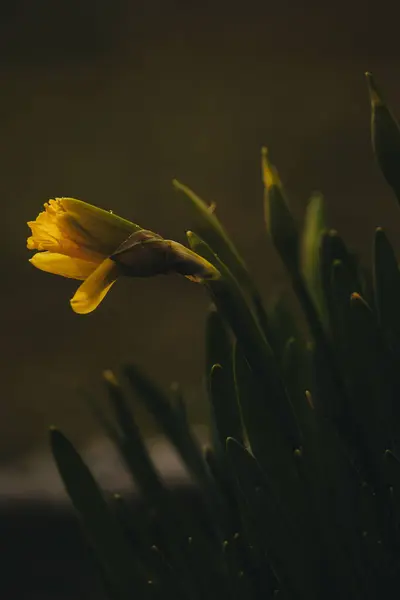 Eine Vertikale Nahaufnahme Einer Gelben Narzisse Die Grünen Gras Wächst — Stockfoto