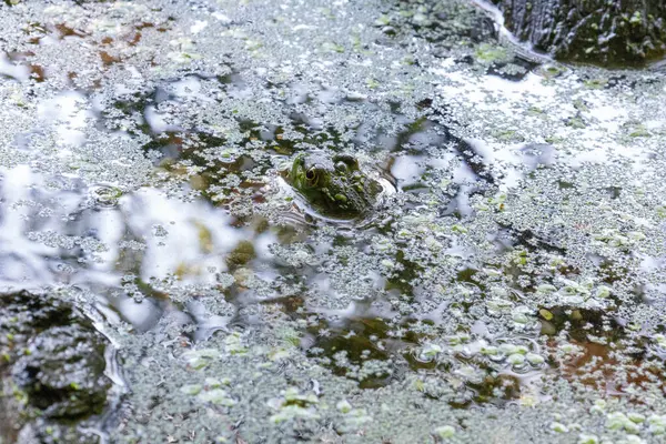 연못에 개구리의 선택적 — 스톡 사진