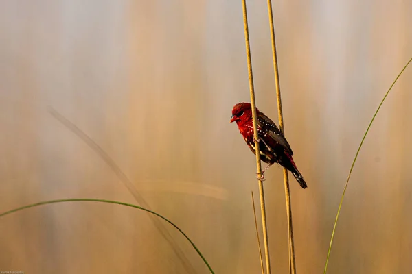 Selective Focus Red Avadavat Red Munia Perched Straw — Stock Photo, Image