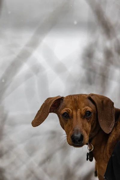 Vertical Shot Brown Hunting Dachshund Dog Blurry Winter Background — Stock Photo, Image