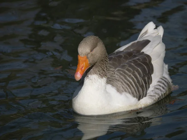 Closeup Shot Goose Sswimmng River Reflection Himself Water — Stock Photo, Image
