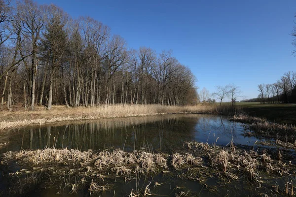 Liten Sjö Kanten Skogen Våren — Stockfoto