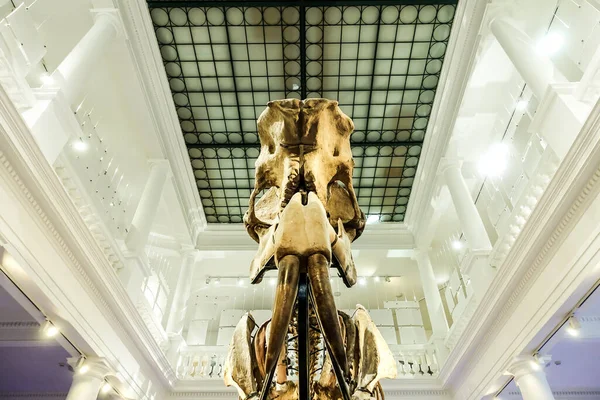 Deinotherium Giganteum Fosílie Vystavené Národním Muzeu Přírodní Historie Bukurešti Rumunsko — Stock fotografie