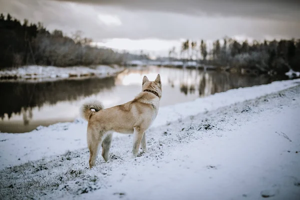 雪の地面に西シベリアライカ犬の背中のショット木と冷たい湖を反映して見て — ストック写真