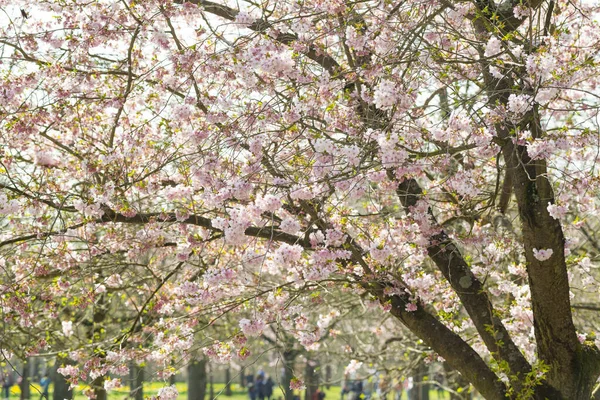 Closeup Blooming Tree Daylight — Stock Photo, Image