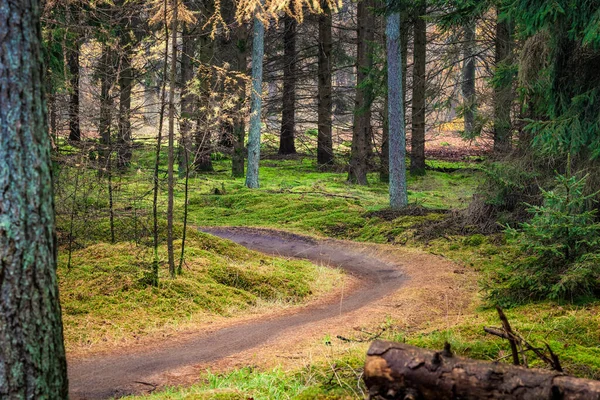 Beau Plan Sentier Pédestre Dans Forêt Automne — Photo