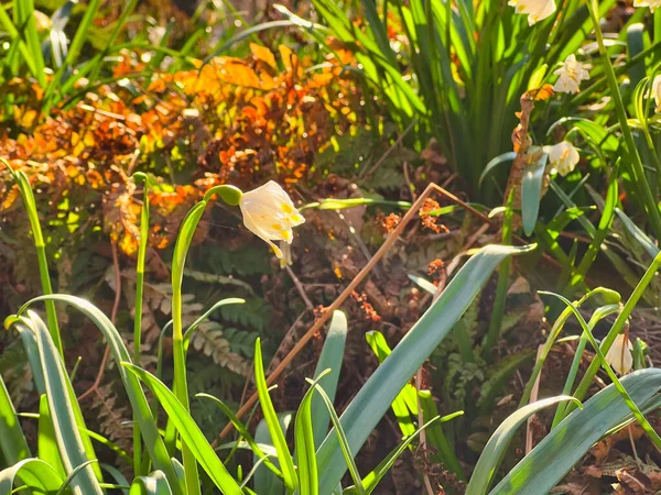 Eine Nahaufnahme Einer Geschlossenen Wilden Narzisse Unter Den Sonnenstrahlen — Stockfoto