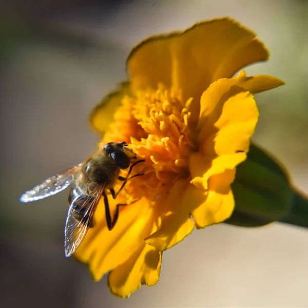 Bulanık Arka Planda Sarı Bir Çiçek Tomurcuğundan Nektar Toplayan Bir — Stok fotoğraf