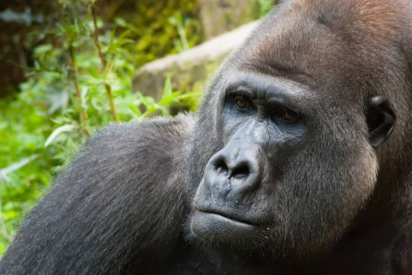 Retrato Gorila Peludo Bosque —  Fotos de Stock