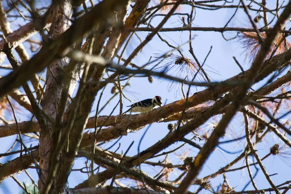 Een Lage Hoek Opname Van Een Vogel Zittend Een Boom — Stockfoto