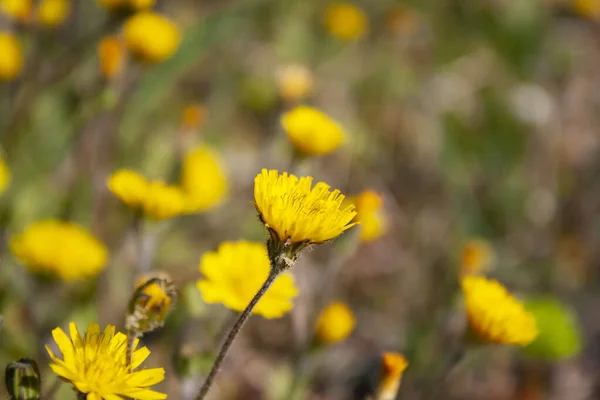 Eine Selektive Fokusaufnahme Einer Schönen Gelben Blume Die Vor Verschwommenem — Stockfoto