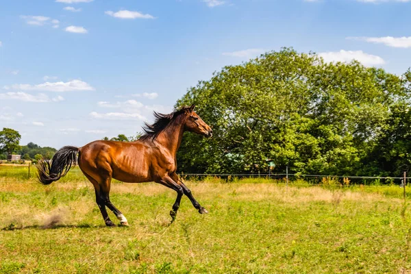 Nahaufnahme Eines Pferdes Auf Einer Ranch Berlin Brandenburg — Stockfoto