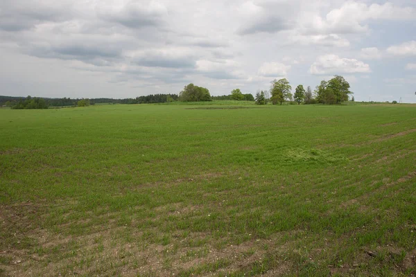 Een Foto Van Een Grasveld Met Algen Een Giftige Plant — Stockfoto