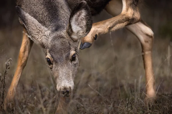 美国格兰德顿国家公园里一头漂亮的骡鹿的照片 — 图库照片