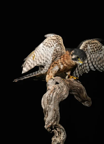 Güzel Bir Peregrine Şahini Siyah Arka Planda Bir Tahtada — Stok fotoğraf