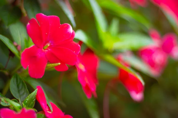 Красные Цветы Бальзама Растущие Саду — стоковое фото