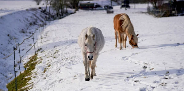 A beautiful shot of white horse walking on a snowy pasture with another brown horse searching for food in the ground on a sunny winter day