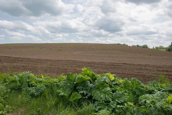 Ein Schöner Blick Auf Den Giftigen Bärenklau Auf Dem Feld — Stockfoto