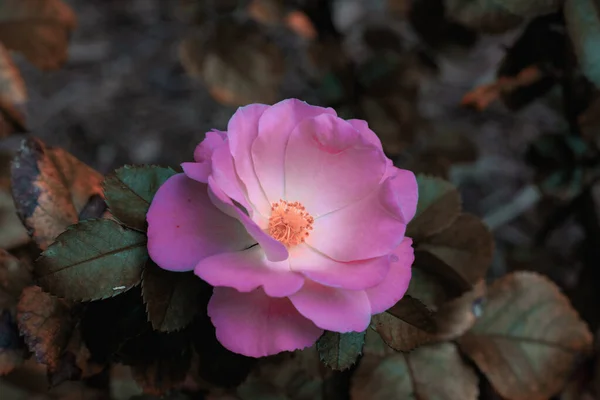 Close Shot Single Pink Wild Rose Shrub Flower — Stock Photo, Image