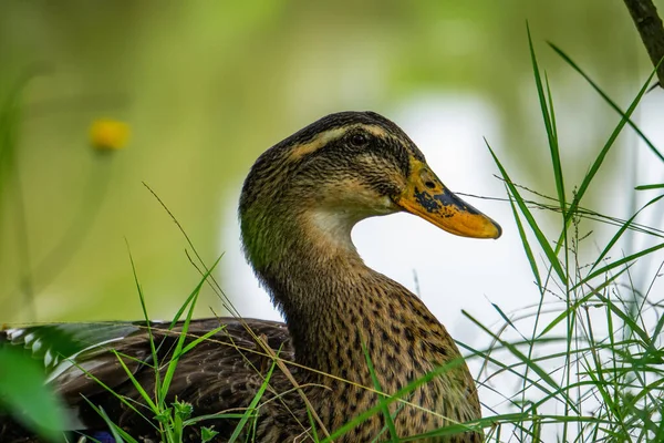 Bulanık Arka Planda Tarlada Güzel Bir Ördeğin Yakın Çekimi — Stok fotoğraf