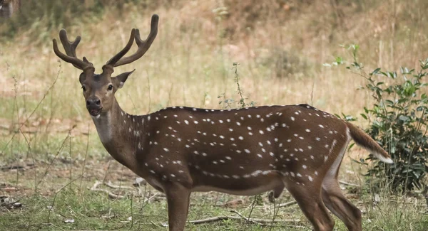 Closeup Spotted Deer Park — Stock Photo, Image
