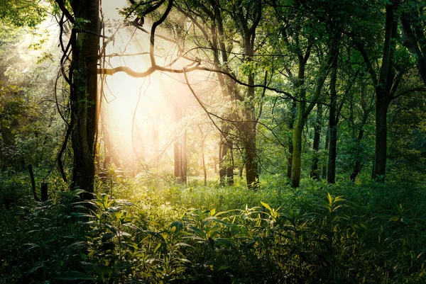 Une Vue Couper Souffle Sur Les Rayons Lumineux Soleil Traversant — Photo