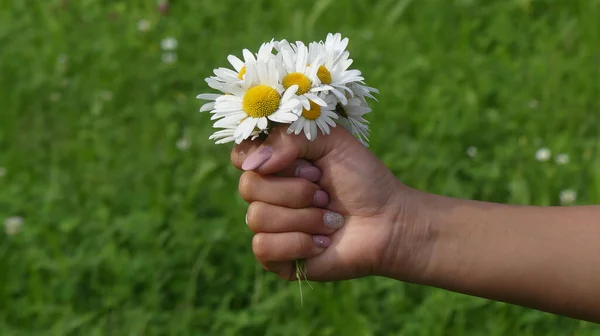 Closeup Shot White Flowers Hand — Stock Photo, Image