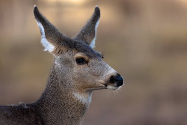 Grand Teton Ulusal Parkı 'ndaki güzel bir katır geyiği manzarası, ABD