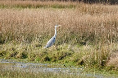 Ardea Cinerea balıkçılının kuru otlardaki görüntüsü.
