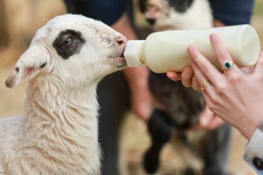 Bir çiftçi tarafından elle beslenen sevimli bir kuzu.