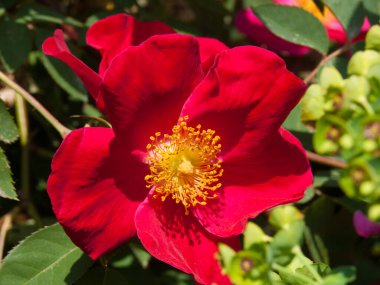 A closeup of a red French rose flower growing against green leaves