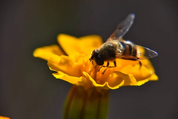 蜜蜂从鲜艳的黄色花朵中采集花粉的特写照片 — 图库照片