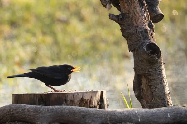 Common Blackbird Perched Log Tree Park — Stock Photo, Image