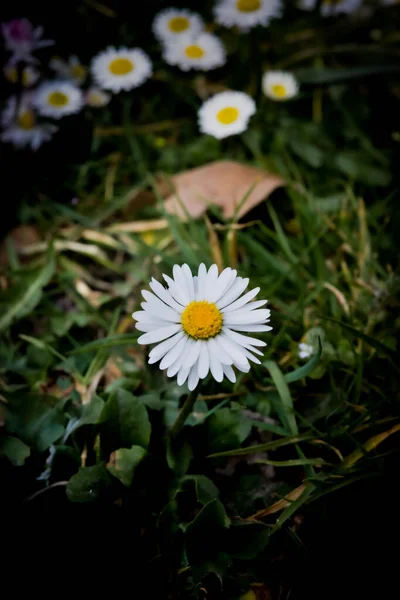 Parktaki Papatya Çiçeğinin Seçici Odak Noktası — Stok fotoğraf