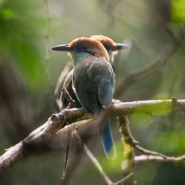 Close Comedores Abelhas Galho Árvore Uma Floresta Dia Ensolarado — Fotografia de Stock