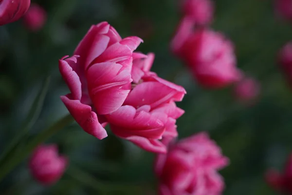 Tiro Selectivo Vertical Enfoque Superficial Una Flor Tulipán Doble Rosa — Foto de Stock
