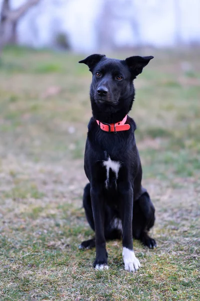屋外に座っている黒い犬の垂直ショット — ストック写真