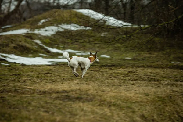 White Brown Fox Terrier Running Field Half Melted Snow — Stock Photo, Image