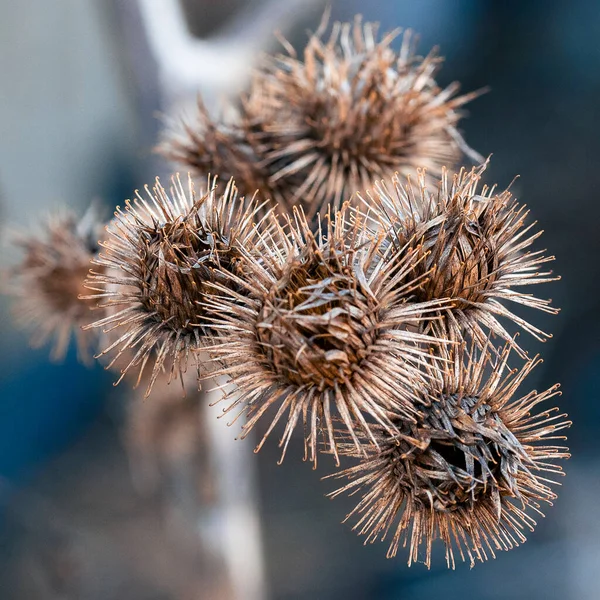 Closeup Shot Burdock Seeds — Stock Photo, Image