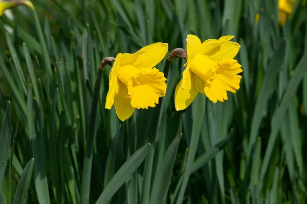 Een Close Shot Van Twee Bloeiende Narcissen Een Veld — Stockfoto