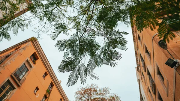 Australian Acacia Delicate Fern Leaves High Rise Buildings — Stock Photo, Image