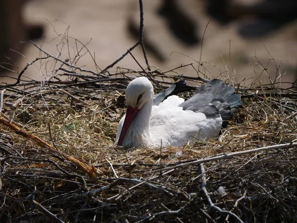 Closeup Beautiful Stork Sitting Nest — Stock Photo, Image