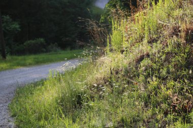Güneşli bir günde, ormanın içinden geçen, çiçekli yamacın kırsal manzarası.