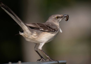 Gagasında kurt olan bir kuzey alaycı kuşunun (Mimus polyglottos) yakın çekimi.