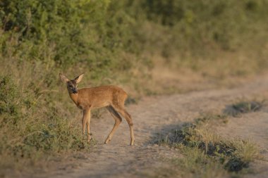 Tarladan geçen bir geyiğin güzel manzarası.