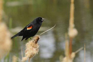 Bataklıktaki bambunun üzerine tünemiş sıradan bir karatavuğun yakın çekimi.