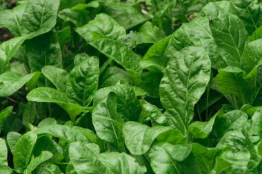 Su damlacıklarıyla kaplı yeşil taze meyve yapraklarının yakın çekimi.